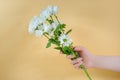 White chrysanthemum in a female hand on a yellow background. Skin care Royalty Free Stock Photo