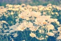 White chrysanthemum field.