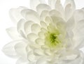 White Chrysanthemum flower