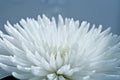 White Chrysanthemum flower Royalty Free Stock Photo