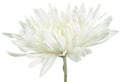 White Chrysanthemum Flower Royalty Free Stock Photo