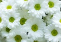 White Chrysanthemum flower Royalty Free Stock Photo