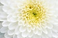 White chrysanthemum flower