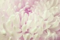 White chrysanthemum flower Royalty Free Stock Photo