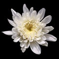 White chrysanthemum flower isolated on black background Royalty Free Stock Photo