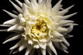 White chrysanthemum flower isolated on a black background Royalty Free Stock Photo