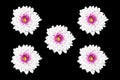 White Chrysanthemum flower Isolated on black Background Royalty Free Stock Photo