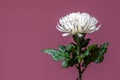 White chrysanthemum flower isolated over heather purple background Royalty Free Stock Photo