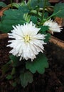 White chrysanthemum flower and its buds