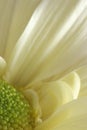 White chrysanthemum flower macro background Royalty Free Stock Photo