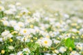 White chrysanthemum flower in plantation field for making chinese herbal medicine