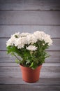 White Chrysanthemum in flower pot with gift, greeting card, on grey wooden backround Royalty Free Stock Photo