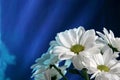 White chrysanthemum flower Royalty Free Stock Photo