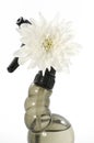 White chrysanthemum flower on a spray over white background. Royalty Free Stock Photo