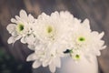 White Chrysanthemum flower Royalty Free Stock Photo