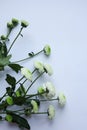 White chrysanthemum flowers on a white background. Copy space.