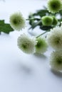 White chrysanthemum flowers on a white background. Copy space.