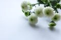 White chrysanthemum flowers on a white background. Copy space.