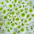 white chrysanthemum flowers background