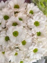 White Chrysanthemum flowers bouquet in a flower market.Beautiful orange Mums flower. Royalty Free Stock Photo