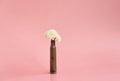 White chrysanthemum flowers in an empty cartridge case from under a firearm on a pink background Royalty Free Stock Photo