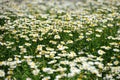 White chrysanthemum flowers