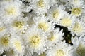 White chrysanthemum flowers