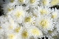 White chrysanthemum flowers Royalty Free Stock Photo