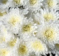 White chrysanthemum flowers Royalty Free Stock Photo