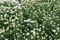 Dutch glass greenhouse, cultivation of strawberries, rows with growing strawberries plants Royalty Free Stock Photo