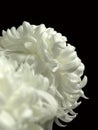 White chrysanthemum flowers isolated on black background Royalty Free Stock Photo