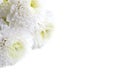 White chrysanthemum on whit ebackground Royalty Free Stock Photo