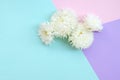 White Chrysanthemum flowers on pastel blue pink and lilac background top view Royalty Free Stock Photo