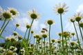 White chrysanthemum flowers Royalty Free Stock Photo