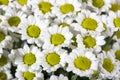 White chrysanthemum flowers up close