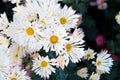 White  chrysanthemum in green leaves. Bush of autumn chrysanthemums. Garden plants, growing flowers Royalty Free Stock Photo