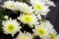 White chrysanthemum Royalty Free Stock Photo