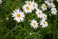 White Chrysanthemum