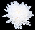 White Chrysanthemum Royalty Free Stock Photo