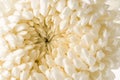 White chrysanthemum macro