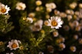 White Chrysanthemum at night