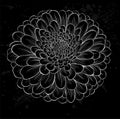 White chrysanthemum outline with gray spots on a black background Royalty Free Stock Photo