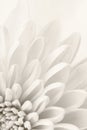 White chrysanthemum