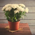 White Chrysanthemum in red flower pot on wooden background, toned Royalty Free Stock Photo