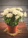 White Chrysanthemum in red flower pot on wooden backround Royalty Free Stock Photo