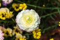 White chrysanthemum with slight pink highlights