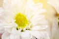 White chrysanthemum with water drop.