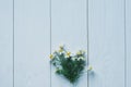 White chrysanthemum and yellow coltsfoot on white wooden background Royalty Free Stock Photo