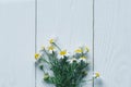 White chrysanthemum and yellow coltsfoot on white wooden background Royalty Free Stock Photo