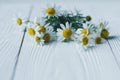 white chrysanthemum and yellow coltsfoot on white wooden background. place for text Royalty Free Stock Photo